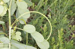 Sicklepod <BR>Coffeeweed